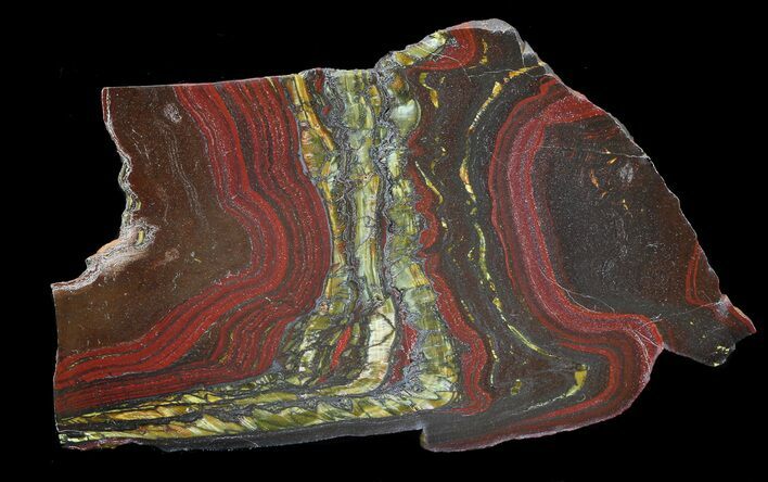 Polished Tiger Iron Stromatolite - ( Billion Years) #42616